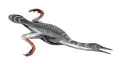 † Hesperornis regalis(vor etwa 145 bis 66 Millionen Jahren)